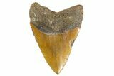 Huge, Fossil Megalodon Tooth - North Carolina #346338-2